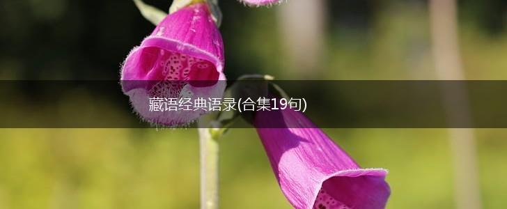 藏语经典语录(合集19句),第1张