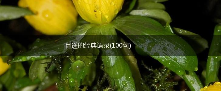 目送的经典语录(100句),第1张
