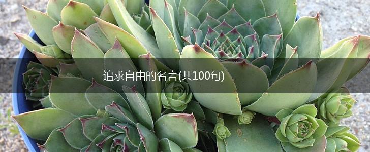追求自由的名言(共100句),第1张