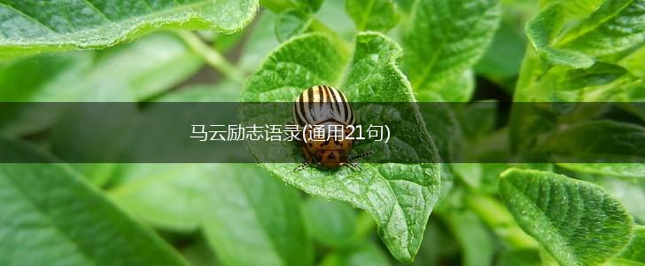 马云励志语录(通用21句),第1张