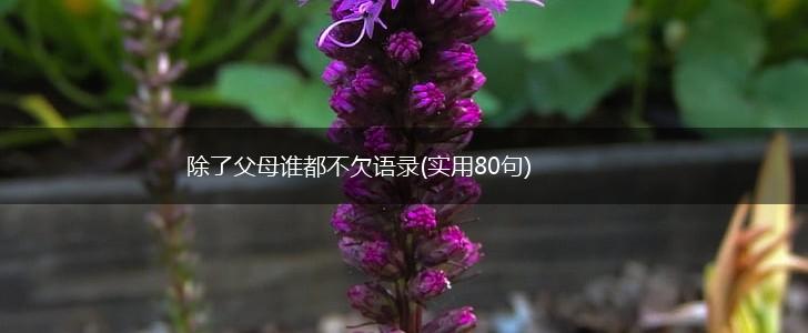 除了父母谁都不欠语录(实用80句),第1张