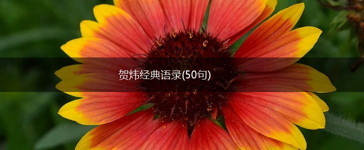 贺炜经典语录(50句),第1张