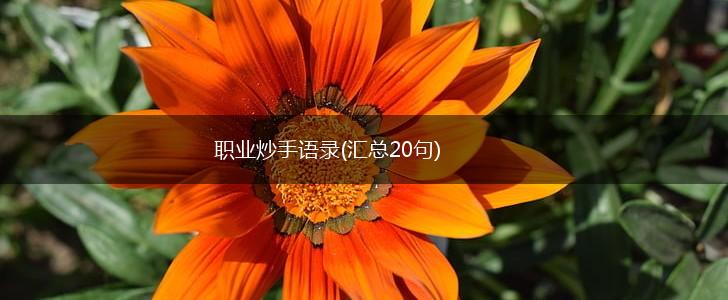 职业炒手语录(汇总20句),第1张