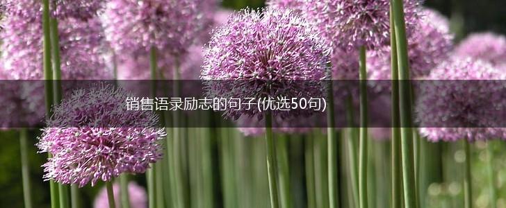 销售语录励志的句子(优选50句),第1张