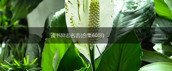 读书励志名言(合集60句),第1张 读书励志名言(合集60句),第1张