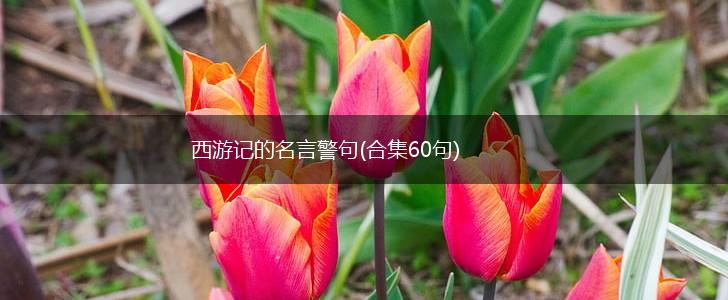 西游记的名言警句(合集60句),第1张 西游记的名言警句(合集60句),第1张