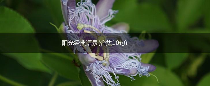 阳光经典语录(合集10句),第1张