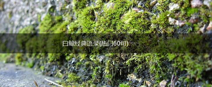 白鲸经典语录(热门60句),第1张
