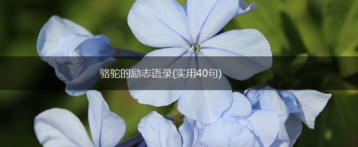 骆驼的励志语录(实用40句),第1张