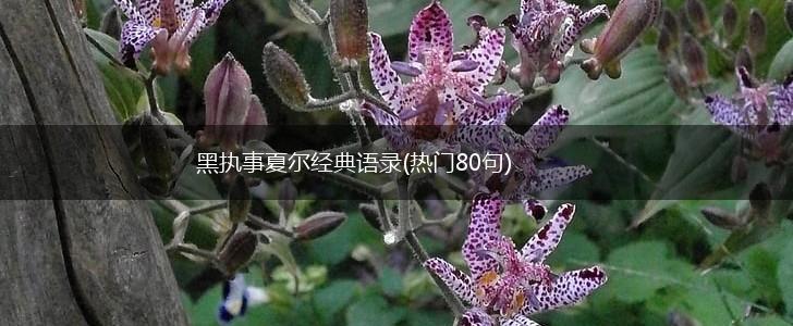黑执事夏尔经典语录(热门80句),第1张