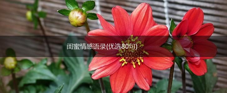 闺蜜情感语录(优选80句),第1张