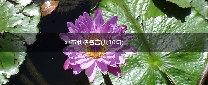 邓布利多名言(共10句),第1张