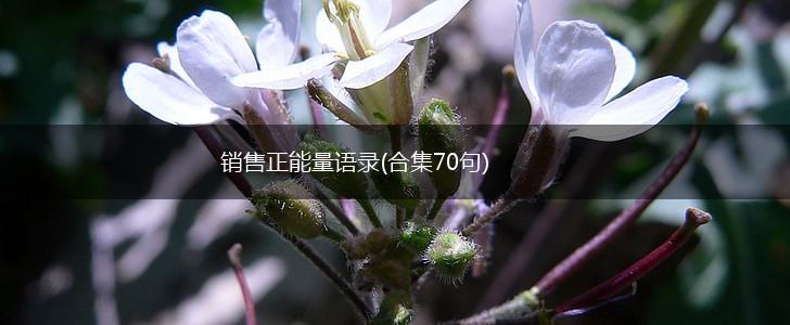 销售正能量语录(合集70句),第1张