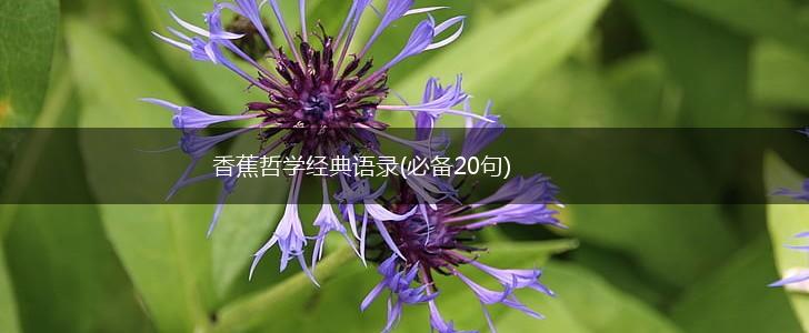 香蕉哲学经典语录(必备20句),第1张