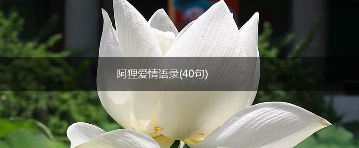 阿狸爱情语录(40句),第1张