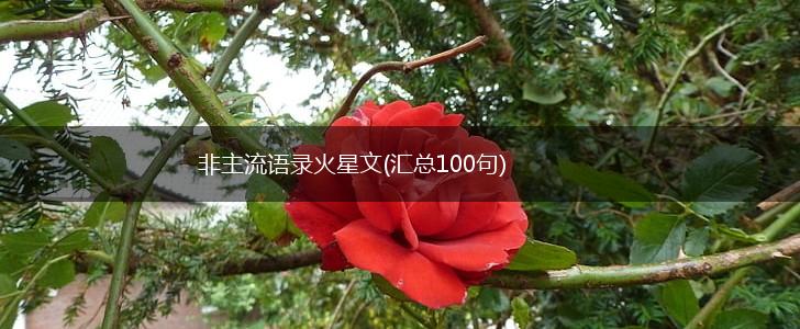 非主流语录火星文(汇总100句),第1张