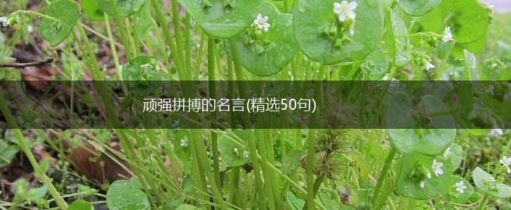 顽强拼搏的名言(精选50句),第1张