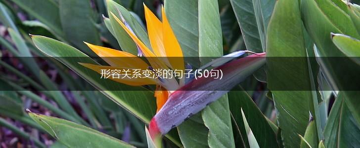 形容关系变淡的句子(50句),第1张
