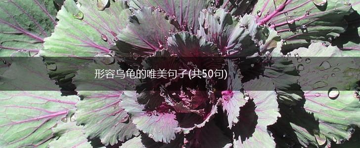 形容乌龟的唯美句子(共50句),第1张