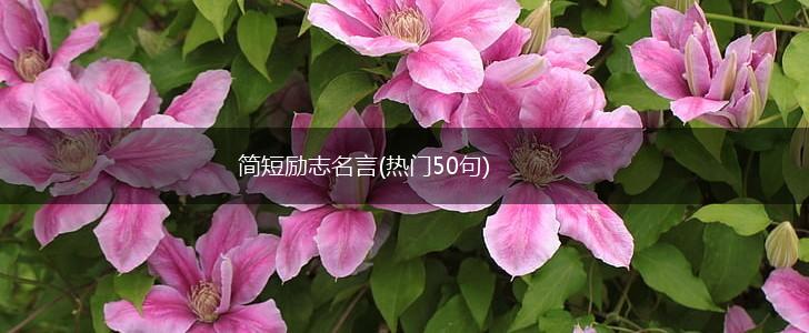 简短励志名言(热门50句),第1张