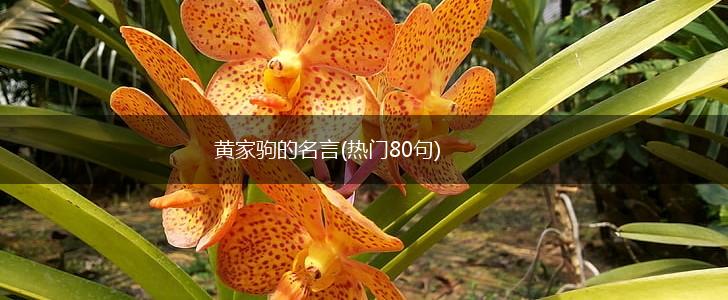 黄家驹的名言(热门80句),第1张