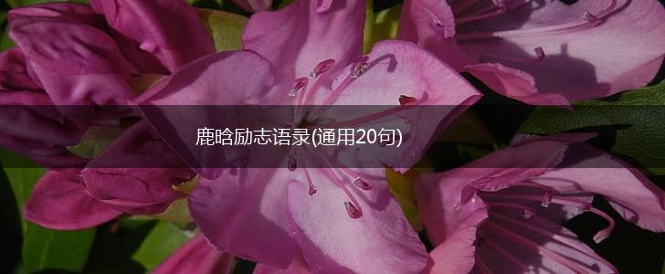 鹿晗励志语录(通用20句),第1张