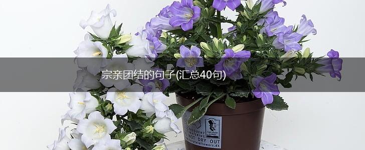 宗亲团结的句子(汇总40句),第1张