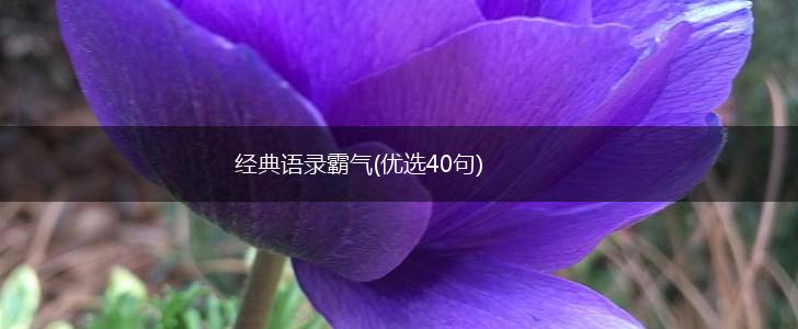 经典语录霸气(优选40句),第1张