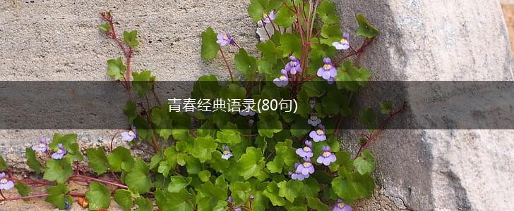 青春经典语录(80句),第1张