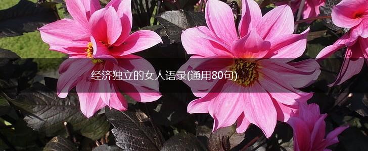 经济独立的女人语录(通用80句),第1张