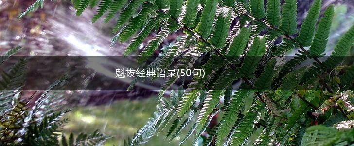 魁拔经典语录(50句),第1张