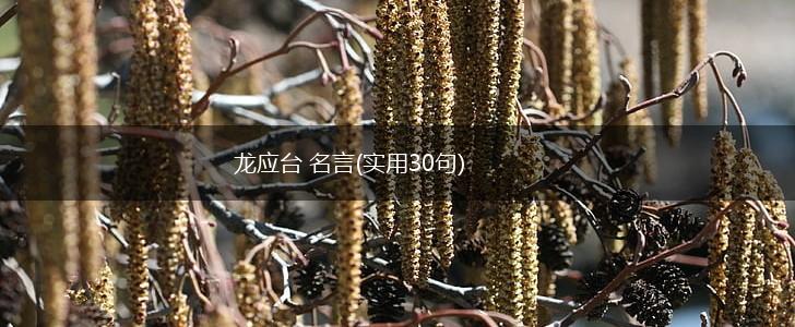 龙应台 名言(实用30句),第1张