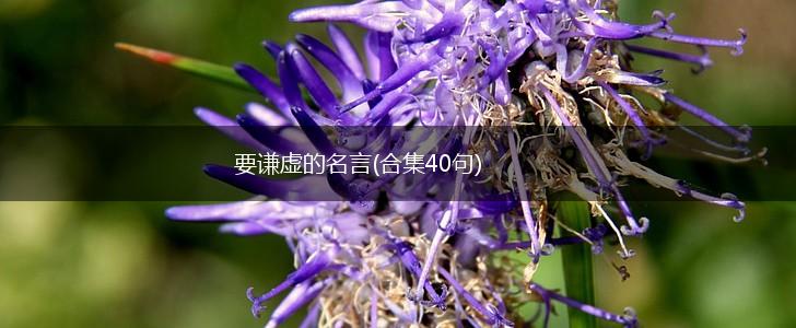 要谦虚的名言(合集40句),第1张