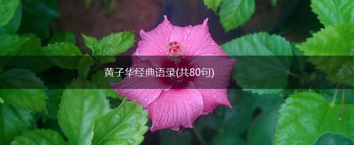 黄子华经典语录(共80句),第1张