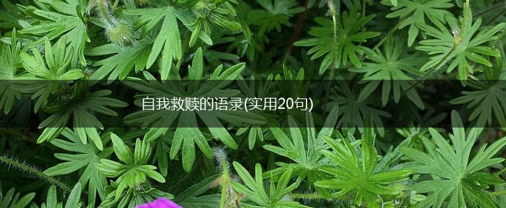 自我救赎的语录(实用20句),第1张