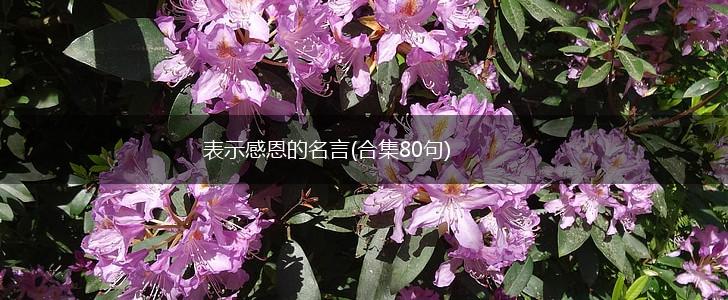 表示感恩的名言(合集80句),第1张 表示感恩的名言(合集80句),第1张