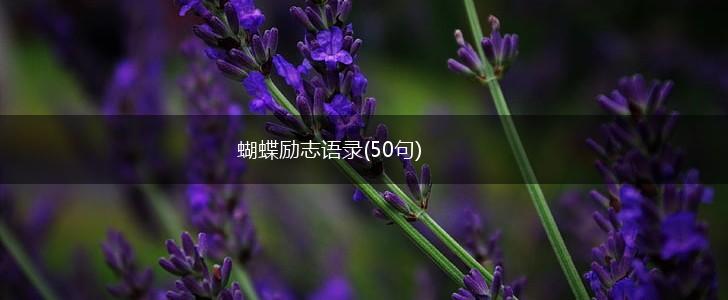 蝴蝶励志语录(50句),第1张