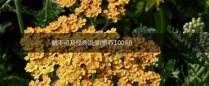 触不可及经典语录(推荐100句),第1张