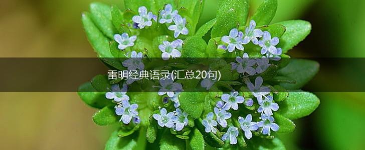 雷明经典语录(汇总20句),第1张