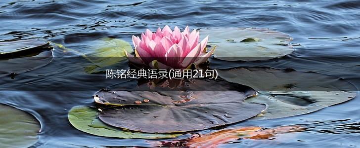 陈铭经典语录(通用21句),第1张