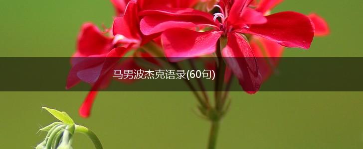 马男波杰克语录(60句),第1张