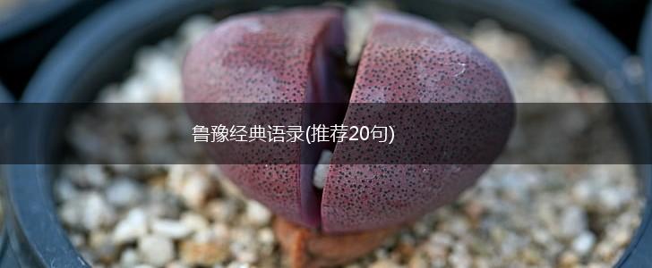 鲁豫经典语录(推荐20句),第1张