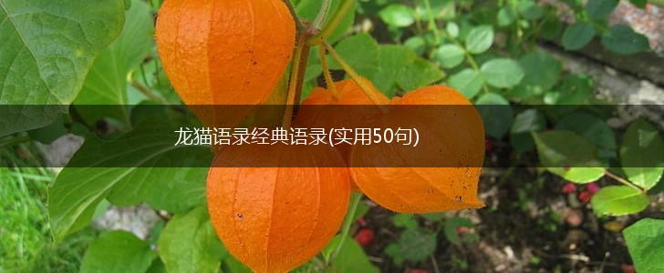 龙猫语录经典语录(实用50句),第1张