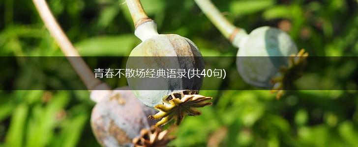 青春不散场经典语录(共40句),第1张
