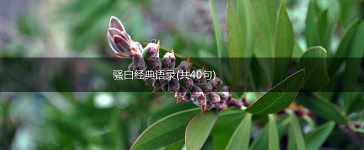 骚白经典语录(共40句),第1张