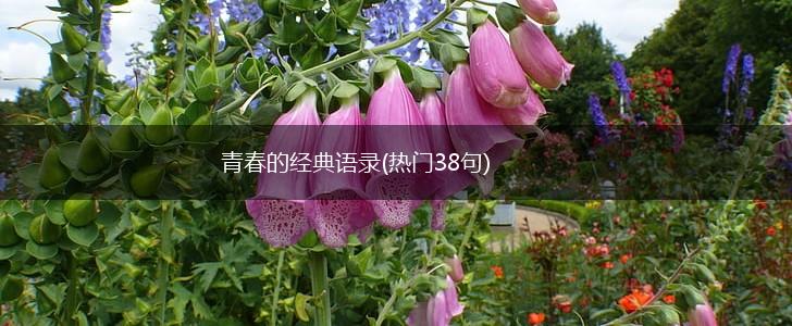 青春的经典语录(热门38句),第1张