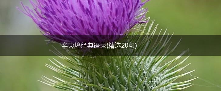 辛夷坞经典语录(精选20句),第1张