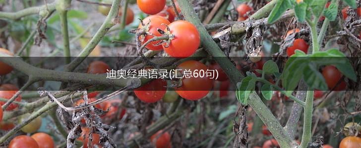 迪奥经典语录(汇总60句),第1张