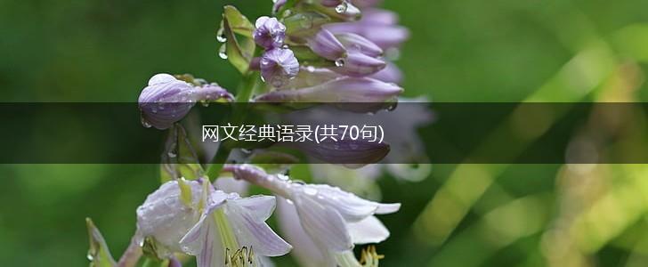 网文经典语录(共70句),第1张