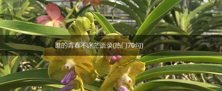 谁的青春不迷茫语录(热门70句),第1张